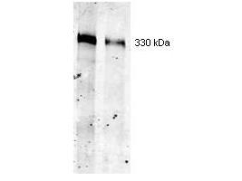 TG / Thyroglobulin Antibody - Anti-Thyroglobulin Antibody - Western Blot. Western blot of Mouse Mab-anti-Thyroglobulin antibody. Separation was achieved under reducing conditions using a pre-cast 5% Tris-HCl gel from Bio-Rad Laboratories. This antibody recognizes a single 330 kD band corresponding to human thyroglobulin (left lane 3 ug, right lane 3.0 ug) as confirmed by the position of molecular weight markers (not shown). A 1:400 dilution of Mab anti-Thyroglobulin was used for 2h followed by detection using a 1:5000 dilution of IRDyeTM800 conjugated Goat-a-Mouse IgG [H&L] ( and visualization using the Odyssey Infrared Imaging System developed by LI-COR. Other detection systems will yield similar results. IRDye is a trademark of LI-COR, Inc.