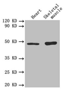 TGFB2 / TGF Beta2 Antibody - Western blot All lanes: TGFB2 antibody at 3µg/ml Lane 1: Mouse heart tissue Lane 2: Mouse skeletal muscle tissue Secondary Goat polyclonal to rabbit IgG at 1/10000 dilution Predicted band size: 48, 51 kDa Observed band size: 51 kDa
