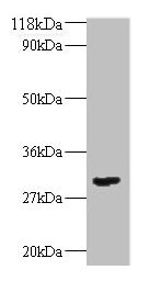 TGFB2 / TGF Beta2 Antibody - Western blot All lanes: Transforming growth factor beta-2 antibody at 2µg/ml + 293T whole cell lysate Secondary Goat polyclonal to rabbit IgG at 1/10000 dilution Predicted band size: 48, 51 kDa Observed band size: 30 kDa