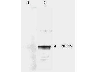 TGFB4 / LEFTY2 Antibody - Mab anti-Human LEFTY antibody (clone 7C5G1H6H10) is shown to detect by western blot partially purified recombinant 6X His tagged human LEFTY. Detection occurs after 1.0 ug of protein is loaded in each lane. The blot was incubated with a 1:2000 dilution of Mab anti-Human LEFTY at room temperature for 30 min followed by detection using IRDye800 labeled Goat-a-Mouse IgG [H&L] (610-132-121) diluted 1:1000. Lane 1 contains an unrelated 6X His tagged protein and shows that the antibody does not recognize the epitope tag. Lane 2 contains partially purified recombinant human LEFTY. The antibody may be used to detect endogenous human LEFTY. IRDye800 fluorescence image was captured using the Odyssey Infrared Imaging System developed by LI-COR. IRDye is a trademark of LI-COR, Inc. Other detection systems will yield similar results.