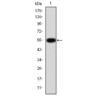 TGFBR1 / ALK5 Antibody - Western blot analysis of TGF Beta Receptor I expression in HepG2 cells