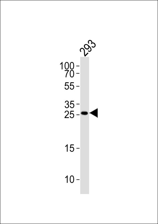 TGIF2 Antibody - TGIF2 Antibody western blot of 293 cell line lysates (35 ug/lane). The TGIF2 antibody detected the TGIF2 protein (arrow).