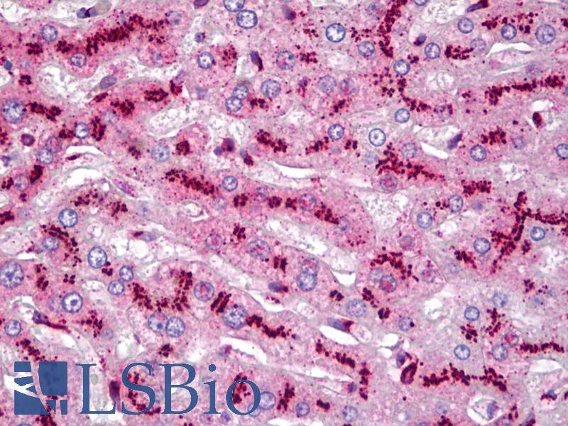 TGN46 / TGN38 Antibody - Anti-TGOLN2 / TGN46 antibody IHC of human liver. Immunohistochemistry of formalin-fixed, paraffin-embedded tissue after heat-induced antigen retrieval. Antibody concentration 5 ug/ml.  This image was taken for the unconjugated form of this product. Other forms have not been tested.