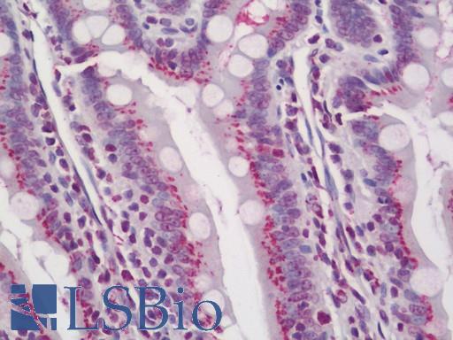 TGN46 / TGN38 Antibody - Rat Small Intestine: Formalin-Fixed, Paraffin-Embedded (FFPE)