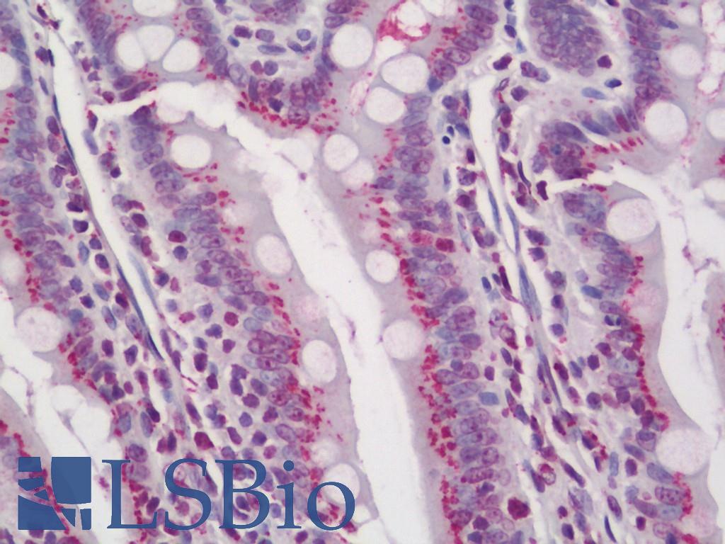 TGN46 / TGN38 Antibody - Rat Small Intestine: Formalin-Fixed, Paraffin-Embedded (FFPE)