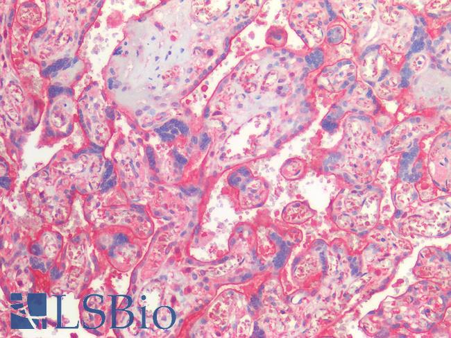 THBD / CD141 / Thrombomodulin Antibody - Human Placenta: Formalin-Fixed, Paraffin-Embedded (FFPE)