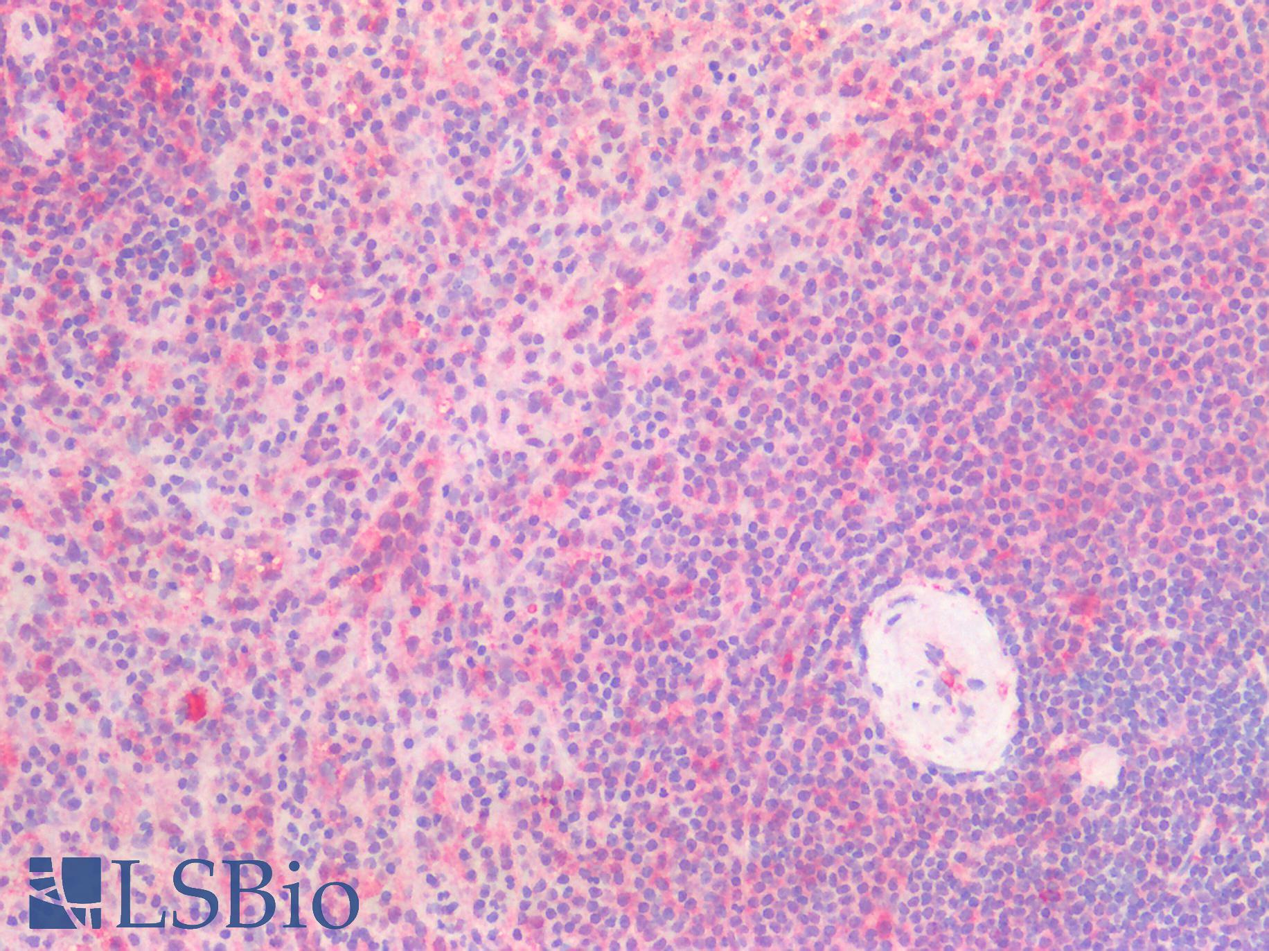 THBD / CD141 / Thrombomodulin Antibody - Human Spleen: Formalin-Fixed, Paraffin-Embedded (FFPE)