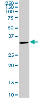 THOC6 Antibody - WDR58 monoclonal antibody, clone 1F6. Western blot of WDR58 expression in PC-12.
