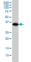 THOC6 Antibody - WDR58 monoclonal antibody, clone 1F6 Western blot of WDR58 expression in A-431.