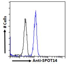 THRSP Antibody - THRSP antibody flow cytometric analysis of paraformaldehyde fixed A431 cells (blue line), permeabilized with 0.5% Triton. Primary incubation 1hr (10ug/ml) followed by Alexa Fluor 488 secondary antibody (2ug/ml). IgG control: Unimmunized goat IgG (black line) followed by Alexa Fluor 488 secondary antibody.