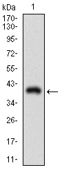THY1 / CD90 Antibody - Western blot using THY1 monoclonal antibody against human THY1 recombinant protein. (Expected MW is 38.5 kDa)