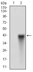 THY1 / CD90 Antibody - Western blot using THY1 monoclonal antibody against HEK293 (1) and THY1 (AA: 17-132)-hIgGFc transfected HEK293 (2) cell lysate.