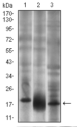 THY1 / CD90 Antibody - Western blot using THY1 mouse monoclonal antibody against T47D (1), HepG2 (2) and PC-12 (3) cell lysate.