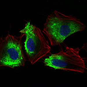 THY1 / CD90 Antibody - Immunofluorescence of HeLa cells using THY1 mouse monoclonal antibody (green). Blue: DRAQ5 fluorescent DNA dye. Red: Actin filaments have been labeled with Alexa Fluor-555 phalloidin.