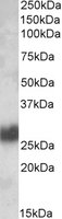 THY1 / CD90 Antibody - THY1 antibody (0.1 ug/ml) staining of Human Tonsil lysate (35 ug protein/ml in RIPA buffer). Primary incubation was 1 hour. Detected by chemiluminescence.
