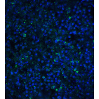 TIMD4 / TIM4 / TIM-4 Antibody - Immunofluorescence of TIM-4 in human spleen tissue with TIM-4 antibody at 20 µg/ml.Green: TIM-4 Antibody  Blue: DAPI staining