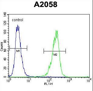 TIMP1 Antibody - TIMP1 Antibody flow cytometry of A2058 cells (right histogram) compared to a negative control cell (left histogram). FITC-conjugated goat-anti-rabbit secondary antibodies were used for the analysis.