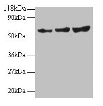 TIMP2 Antibody - Western blot All lanes: Metalloproteinase inhibitor 2 antibody at 2µg/ml Lane 1: EC109 whole cell lysate Lane 2: 293T whole cell lysate Secondary Goat polyclonal to rabbit IgG at 1/15000 dilution Predicted band size: 24 kDa Observed band size: 60 kDa