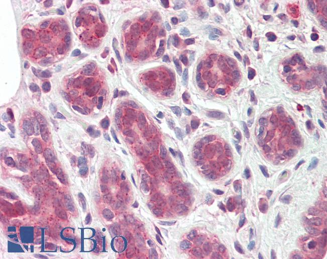TIPRL / TIP Antibody - Anti-TIPRL / TIP antibody IHC staining of human breast. Immunohistochemistry of formalin-fixed, paraffin-embedded tissue after heat-induced antigen retrieval.