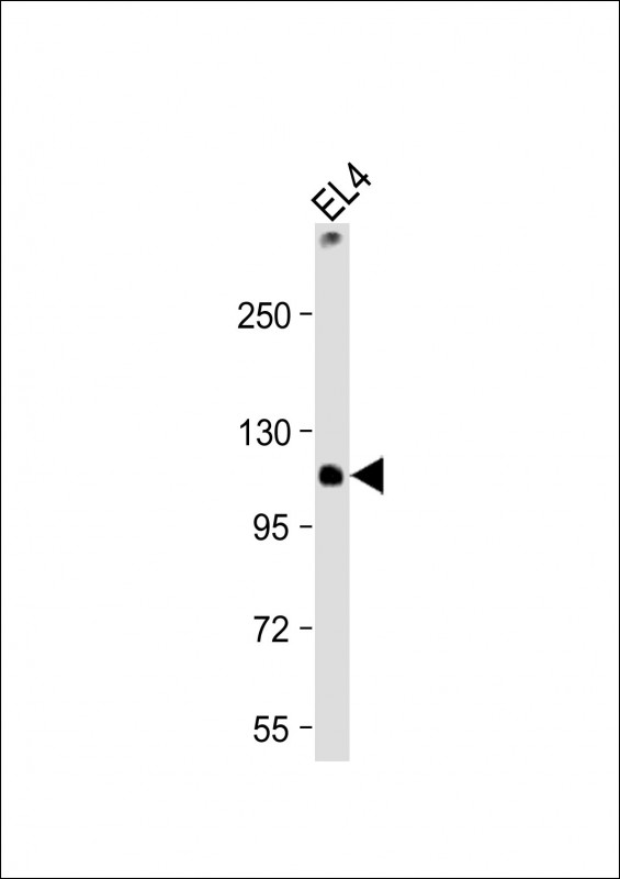 TIRC7 / TCIRG1 Antibody - Anti-TCIRG1 Antibody (C-Term) at 1:2000 dilution + EL4 whole cell lysate Lysates/proteins at 20 µg per lane. Secondary Goat Anti-Rabbit IgG, (H+L), Peroxidase conjugated at 1/10000 dilution. Predicted band size: 93 kDa Blocking/Dilution buffer: 5% NFDM/TBST.