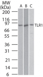 TLR1 Antibody - Western blot of TLR1 in Ramos (A), Raw (B), and (C) HEK293 cells transfected with full length human TLR1 cell lysate using TLR1 antibody at 2 ug/ml. Goat anti-rabbit HRP secondary antibody was used.