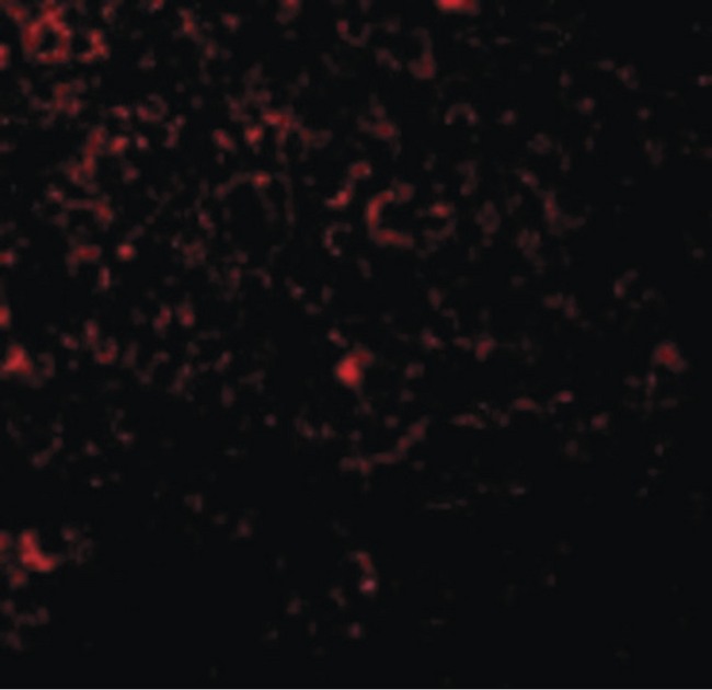 TLR1 Antibody - Immunofluorescence of TLR1 in Mouse Spleen cells with TLR1 antibody at 20 ug/ml.