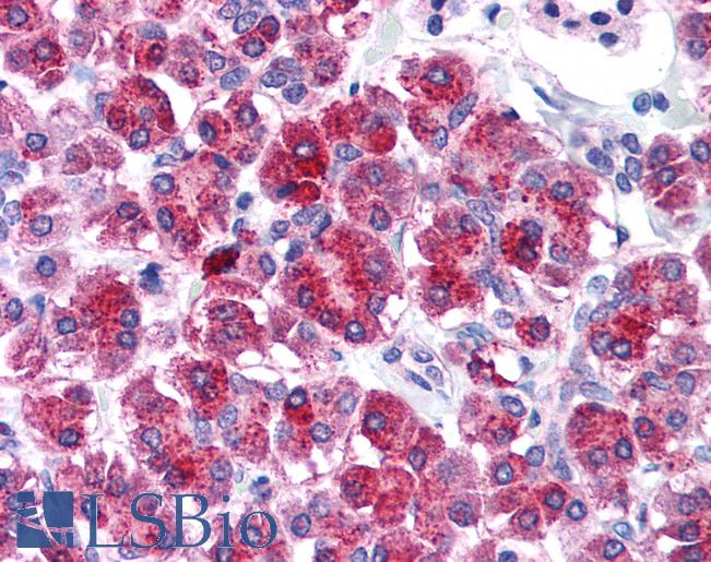 TLR3 Antibody - Anti-TLR3 antibody IHC of human pancreas. Immunohistochemistry of formalin-fixed, paraffin-embedded tissue after heat-induced antigen retrieval. Antibody concentration 5 ug/ml.
