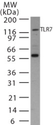 TLR7 / CD287 Antibody - Western blot of TLR7 in Ramos cell lysate using antibody at 1:500.