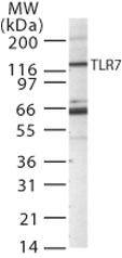 TLR7 / CD287 Antibody - Western blot of TLR7 in Raw cell lysate using antibody at 1 ug/ml.