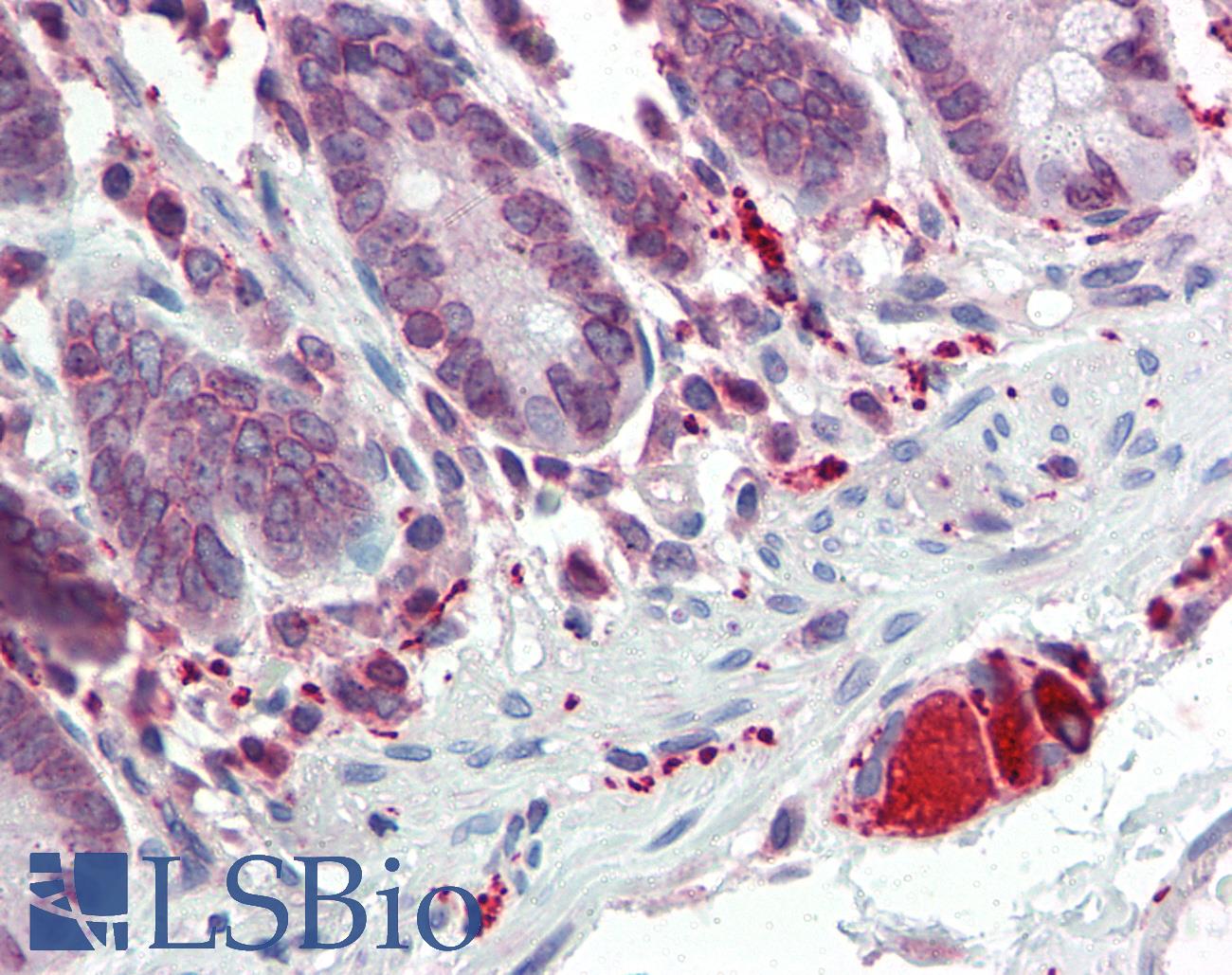 TLR7 / CD287 Antibody - Anti-TLR7 antibody IHC of human small intestine. Immunohistochemistry of formalin-fixed, paraffin-embedded tissue after heat-induced antigen retrieval. Antibody concentration 5 ug/ml.