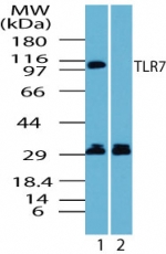 TLR7 / CD287 Antibody - Western blot of human TLR7 in Ramos cell lysate in the 1) absence and 2) presence of immunizing peptide using antibody at 1 ug/ml.