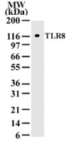 TLR8 Antibody - Western blot of TLR8 in cell lysates from 293 transfected with human TLR8 using antibody at a concentration of 2 ug/ml.