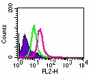 TLR8 Antibody - Intracellular flow analysis of TLR8 in1x10^6 Ramos cells using 0.5 ug of antibody. Shaded histogram represents Ramos cells without antibody; green represents isotype control; purple represents anti-TLR8 antibody.