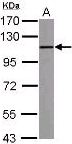 TLR9 Antibody - Sample (30 ug of whole cell lysate) A: THP-1. 7.5% SDS PAGE. TLR9 antibody diluted at 1:1000.