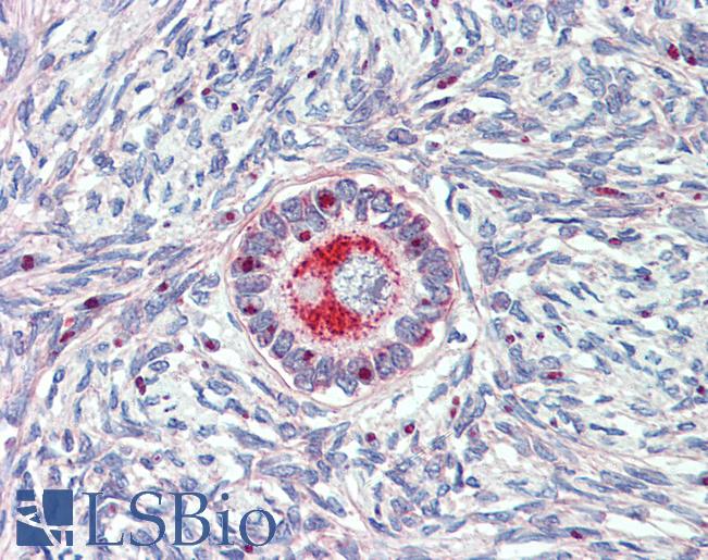 TM9SF1 Antibody - Anti-TM9SF1 antibody IHC of human ovary. Immunohistochemistry of formalin-fixed, paraffin-embedded tissue after heat-induced antigen retrieval.