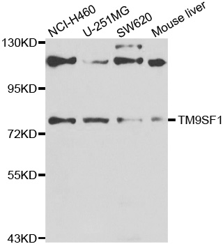 TM9SF1 Antibody - Western blot analysis of extracts of various cell lines.