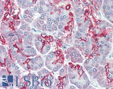 TM9SF1 Antibody - Human Pancreas: Formalin-Fixed, Paraffin-Embedded (FFPE), at a dilution of 1:200.