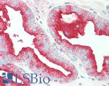TMBIM1 Antibody - Anti-TMBIM1 antibody IHC staining of human prostate. Immunohistochemistry of formalin-fixed, paraffin-embedded tissue after heat-induced antigen retrieval. Antibody concentration 10 ug/ml.