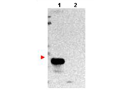 TMBIM1 Antibody - Anti-TMBIM1 Antibody - Western Blot. Western blot of protein A purified anti-TMBIM1 antibody shows detection of exogenous TMBIM1 in lysates from HeLa cells transfected with pcDNA3-hTMBIM1 (lane 1). No staining is observed in lysates from mock transformed HeLa cells (lane 2). To date this antibody has shown the ability to recognize overexpressed TMBIM1 but not endogenous protein. The membrane was probed with the primary antibody at a 1:1000 dilution at 4C, overnight. Personal Communication from Srinivasa Srinivasula, CCR-NCI, Bethesda, MD.