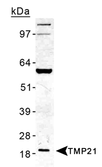 TMED10 / TMP21 Antibody - Detection of TMP21 in human liver lysate.  This image was taken for the unconjugated form of this product. Other forms have not been tested.