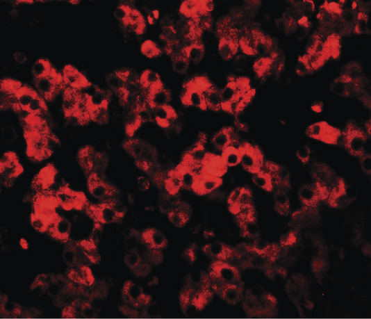 TMEM135 Antibody - Immunofluorescence of TMEM135 in human liver tissue with TMEM135 antibody at 20 ug/ml.