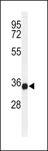 TMEM173 / STING Antibody - Western blot of lysate from U-937 cell line, using TM173 Antibody. Antibody was diluted at 1:1000 at each lane. A goat anti-rabbit IgG H&L (HRP) at 1:5000 dilution was used as the secondary antibody. Lysate at 35ug per lane.