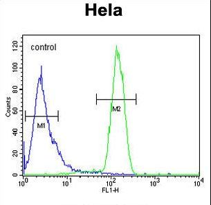 TMEM173 / STING Antibody - TM173 Antibody flow cytometry of HeLa cells (right histogram) compared to a negative control cell (left histogram). FITC-conjugated goat-anti-rabbit secondary antibodies were used for the analysis.