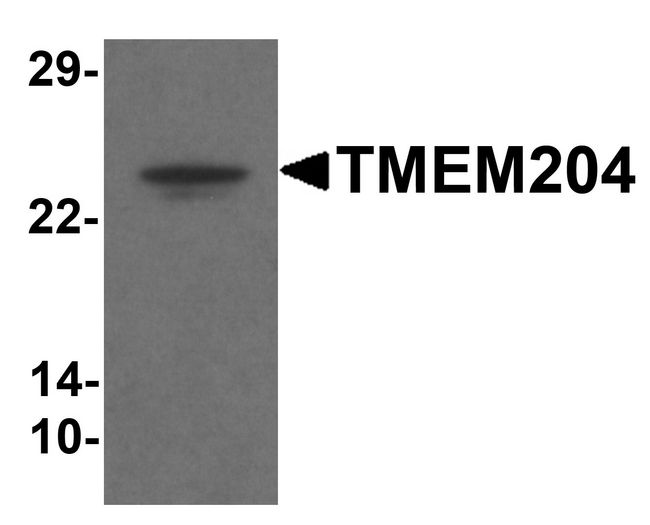 TMEM204 Antibody - Western blot analysis of TMEM204 in human brain tissue lysate with TMEM204 antibody at 1 ug/ml .