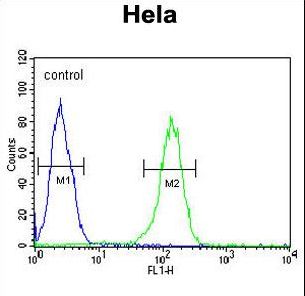 TMEM214 / FLJ20254 Antibody - TMEM214 Antibody flow cytometry of HeLa cells (right histogram) compared to a negative control cell (left histogram). FITC-conjugated goat-anti-rabbit secondary antibodies were used for the analysis.
