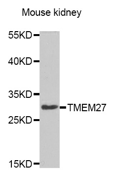 TMEM27 / Collectrin Antibody - Western blot analysis of extracts of Mouse kidney cell line, using TMEM27 antibody.