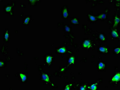 TMEM47 Antibody - Immunofluorescent analysis of U251 cells using TMEM47 Antibody at dilution of 1:100 and Alexa Fluor 488-congugated AffiniPure Goat Anti-Rabbit IgG(H+L)