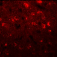 TMEM59L Antibody - Immunofluorescence of TMEM59L in mouse brain tissue with TMEM59L antibody at 20 µg/mL.