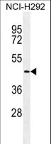 TMPRSS11E Antibody - TMPRSS11E2 Antibody western blot of NCI-H292 cell line lysates (35 ug/lane). The TMPRSS11E2 antibody detected the TMPRSS11E2 protein (arrow).