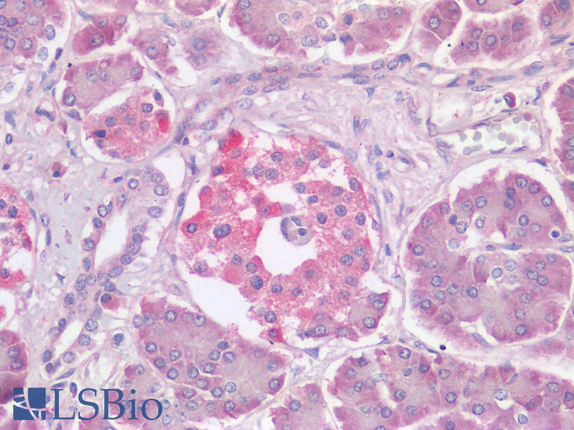 TMPRSS2 / Epitheliasin Antibody - Human Pancreas: Formalin-Fixed, Paraffin-Embedded (FFPE)